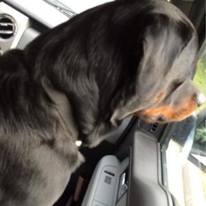 Meet your Posher, Dakota